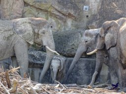 Tiergarten Schönbrunn am 05.03.2026